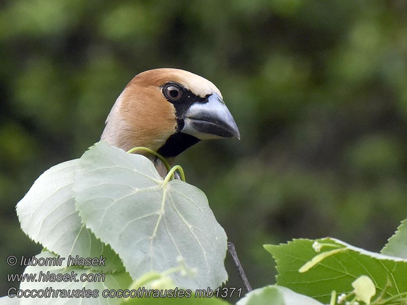 Coccothraustes coccothraustes Frosone