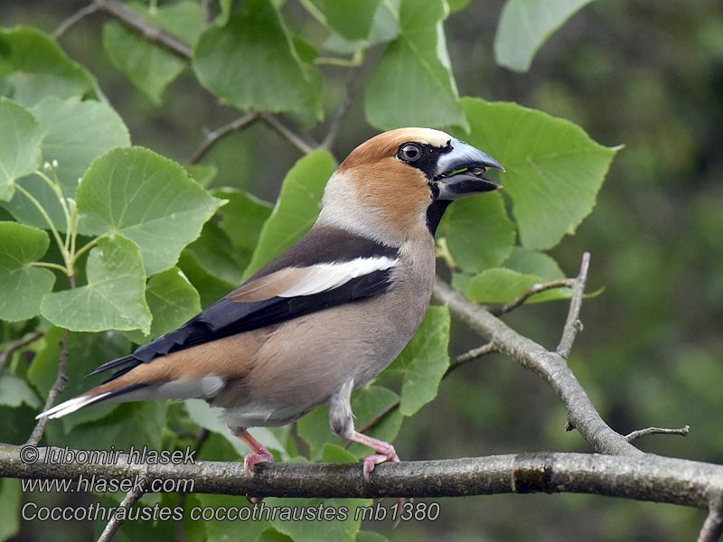 Dlask tlustozobý Coccothraustes coccothraustes