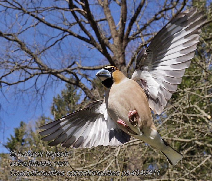 Coccothraustes coccothraustes