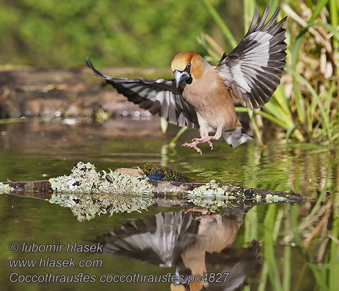 Coccothraustes coccothraustes