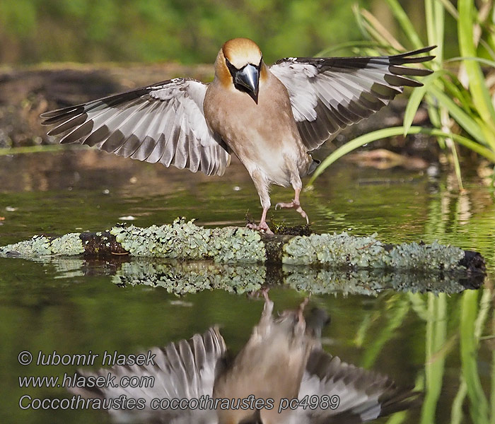 Coccothraustes coccothraustes