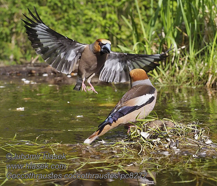 Coccothraustes coccothraustes