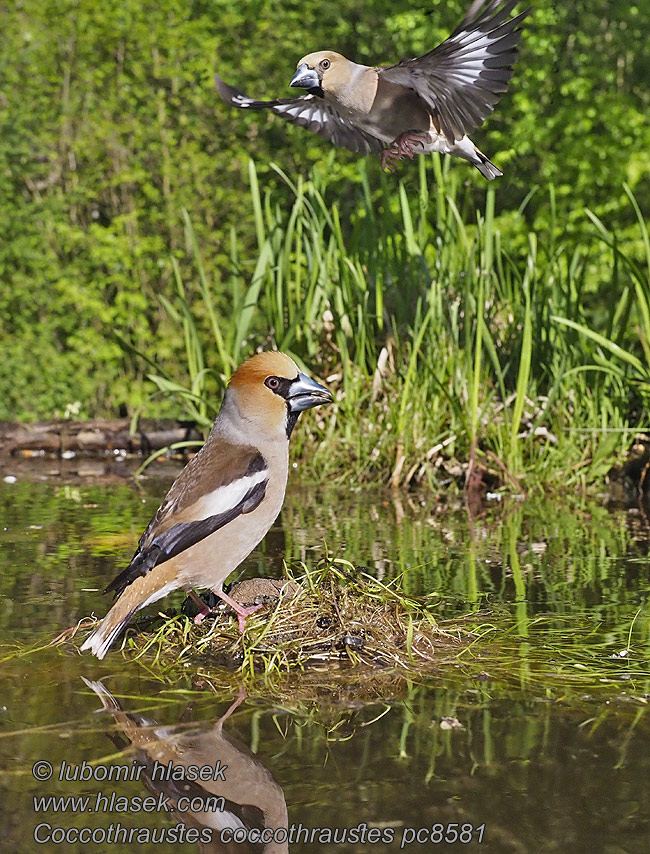 Coccothraustes coccothraustes