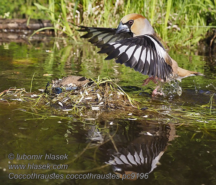 Coccothraustes coccothraustes