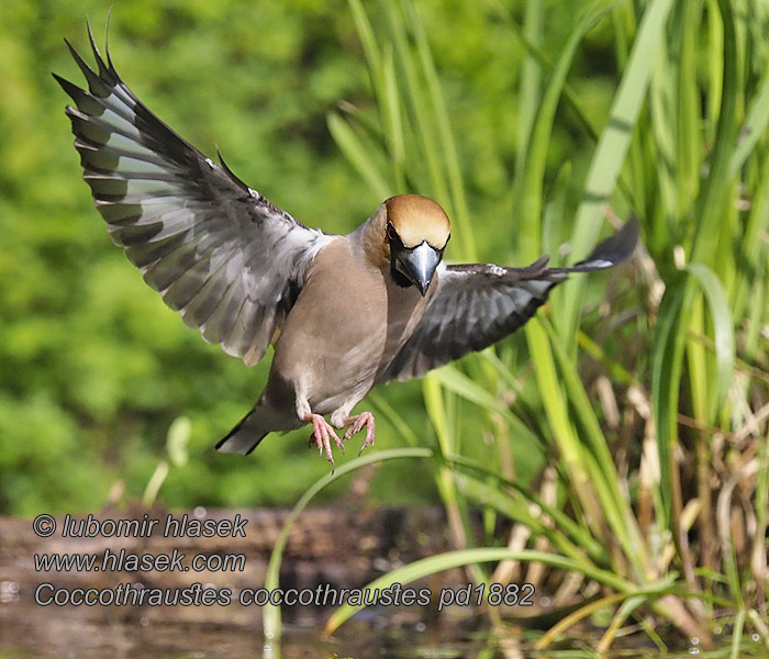 Coccothraustes coccothraustes
