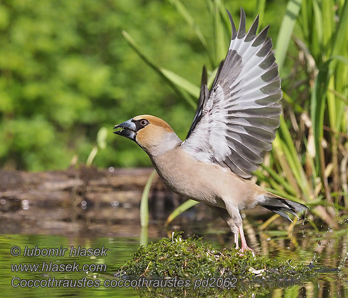 Coccothraustes coccothraustes