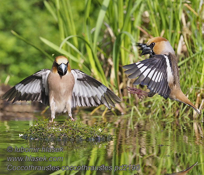 Coccothraustes coccothraustes