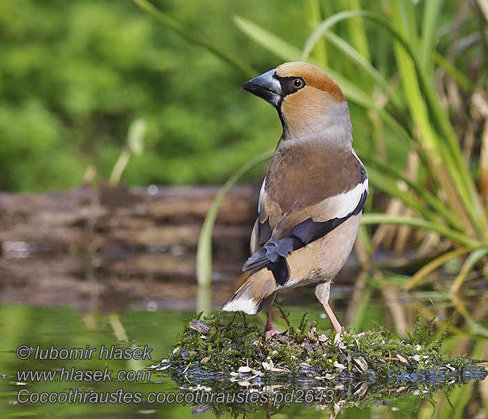 Coccothraustes coccothraustes