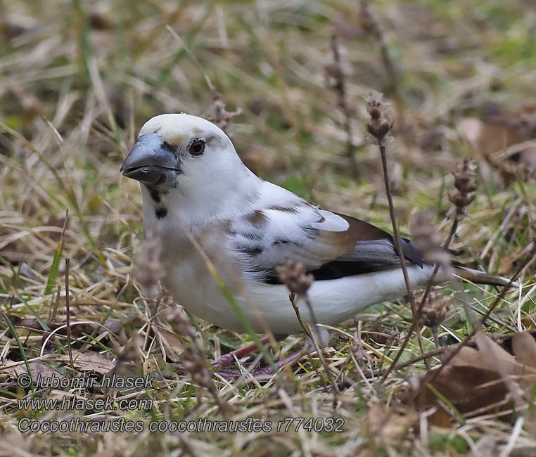 Nokkavarpunen Coccothraustes coccothraustes