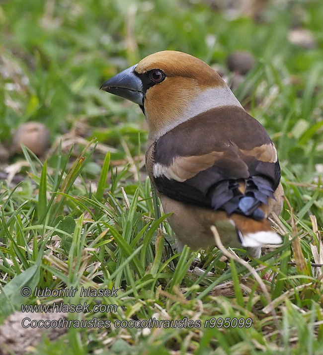 Grosbec casse-noyaux gros-bec Coccothraustes coccothraustes