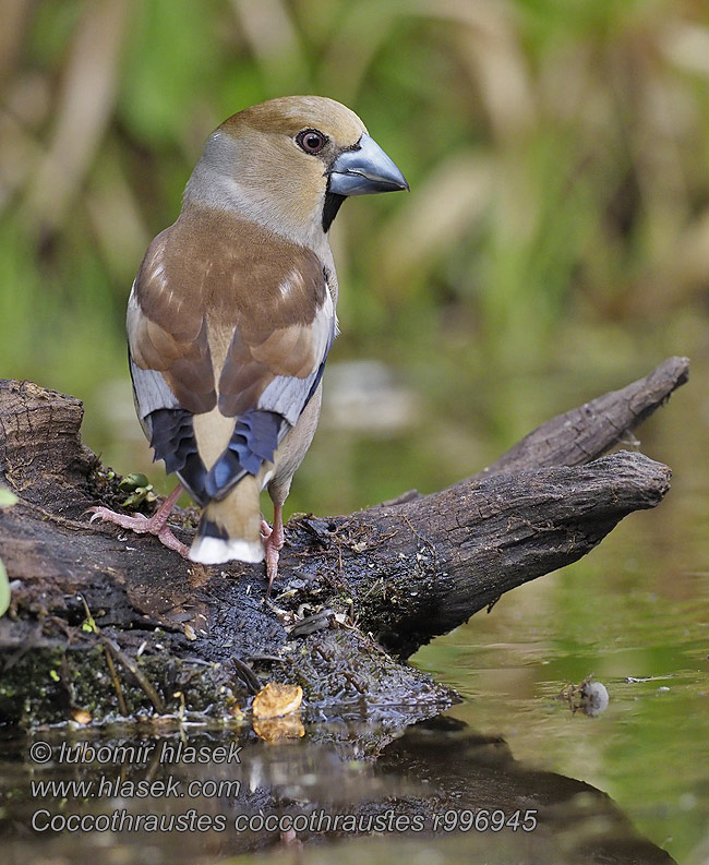 Frosone Coccothraustes coccothraustes