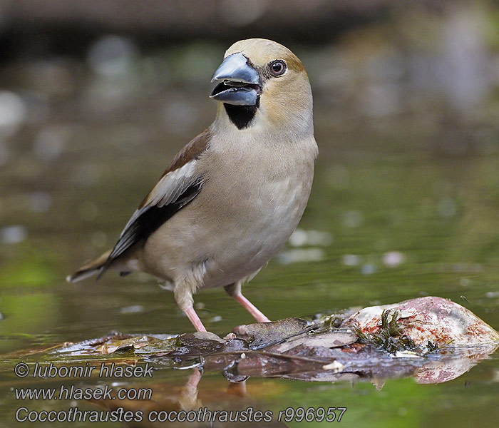 Kernbeisser Grubodziób Coccothraustes coccothraustes