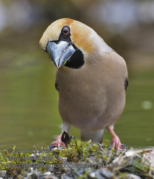 Glezg obyčajný hrubozobý Coccothraustes coccothraustes