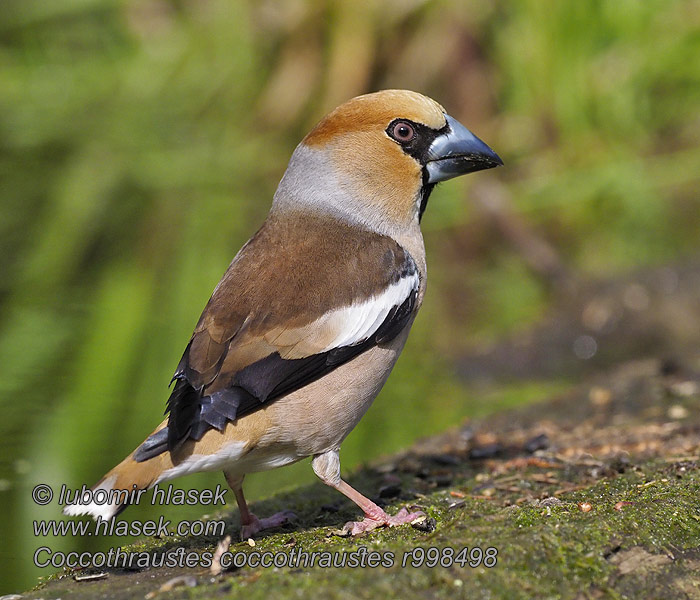 Dlask tlustozobý Coccothraustes coccothraustes