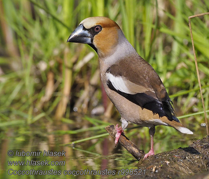 Picogordo Stenknäck 鍚嘴雀 ДуCoccothraustes coccothraustes