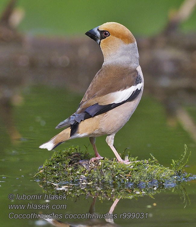 Hawfinch Coccothraustes coccothraustes