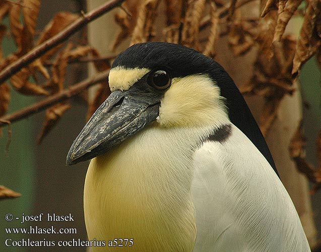 Cochlearius cochlearius Boat-billed Heron Boat billed Bådnæb Ruuhinokka Savacou huppé Schuitbekreiger Becco cucchiaio Kahnschnabel Rakojad południowy Volavčík člunozobý Garza Cucharera Martinete Cucharón ヒロハシサギ Arapapá Челноклюв Черноклюв Volavka člnozobá Båtnäbb Båtnäbbshäger Båtnebbhegre