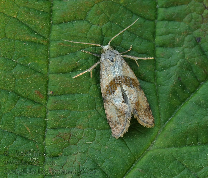 Zinúvač Heydenov Cochylidia heydeniana