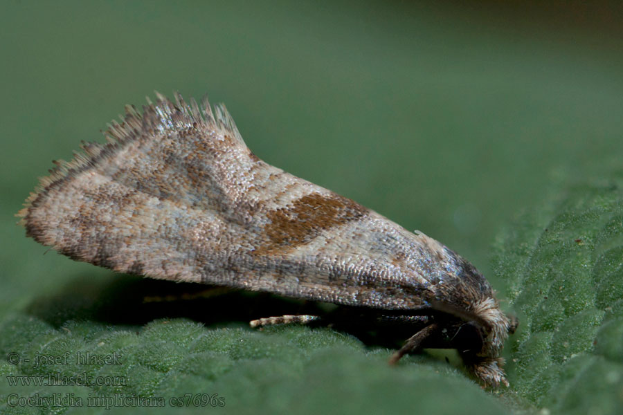 Cochylidia implicitana Chamomile conch Zvinúvač rumančekový