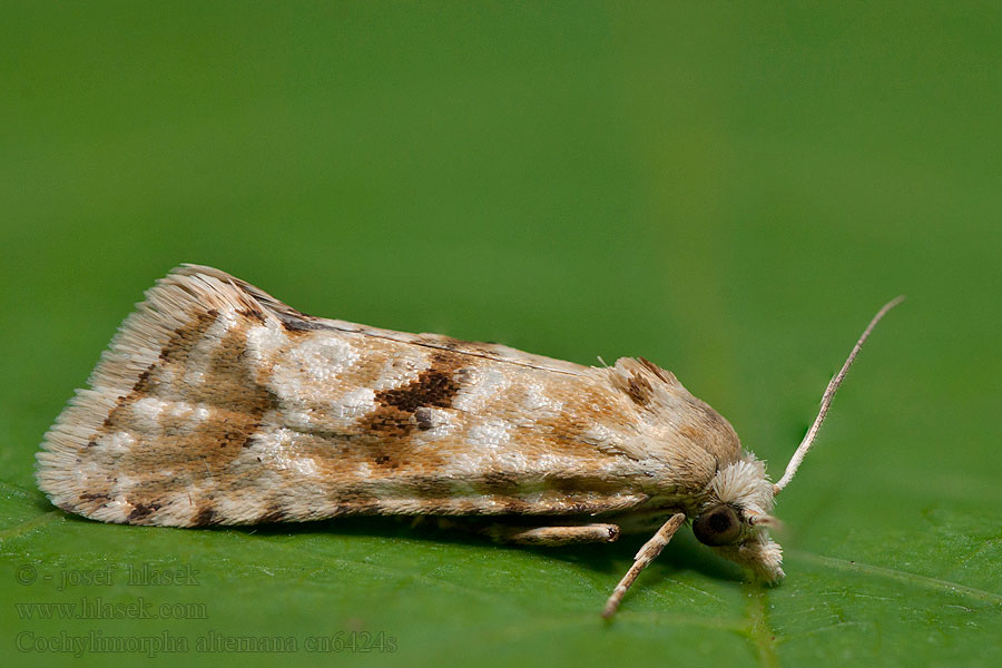 Cochylimorpha alternana Zvinúvač nevädzovníkový Centauriebladroller