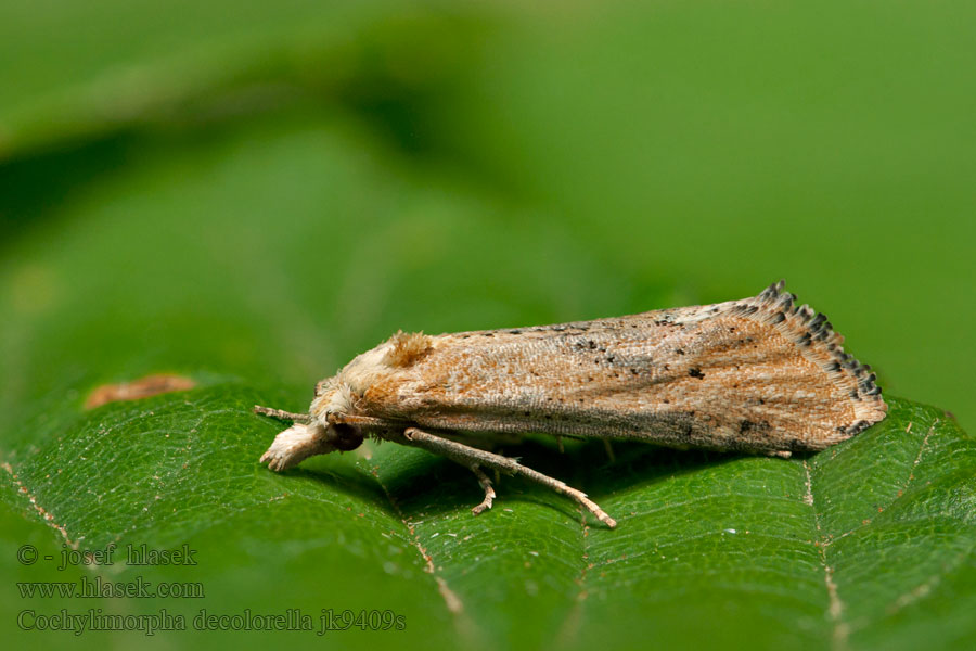 Cochylimorpha decolorella