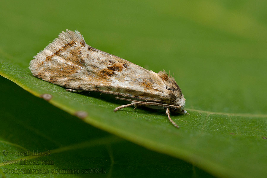 Cochylimorpha straminea Obalečík suchomilný Straw Conch