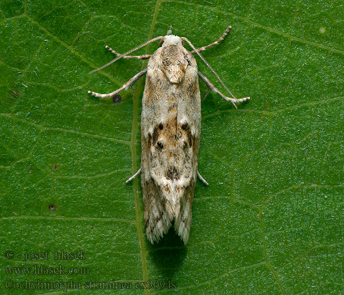 Cochylimorpha straminea Zvinúvač poľný Листовёртка соломенная