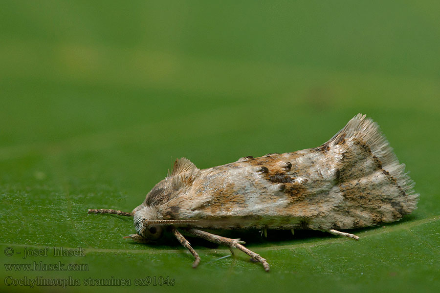 Cochylimorpha straminea Moerasbladroller Svartklintblomvecklare