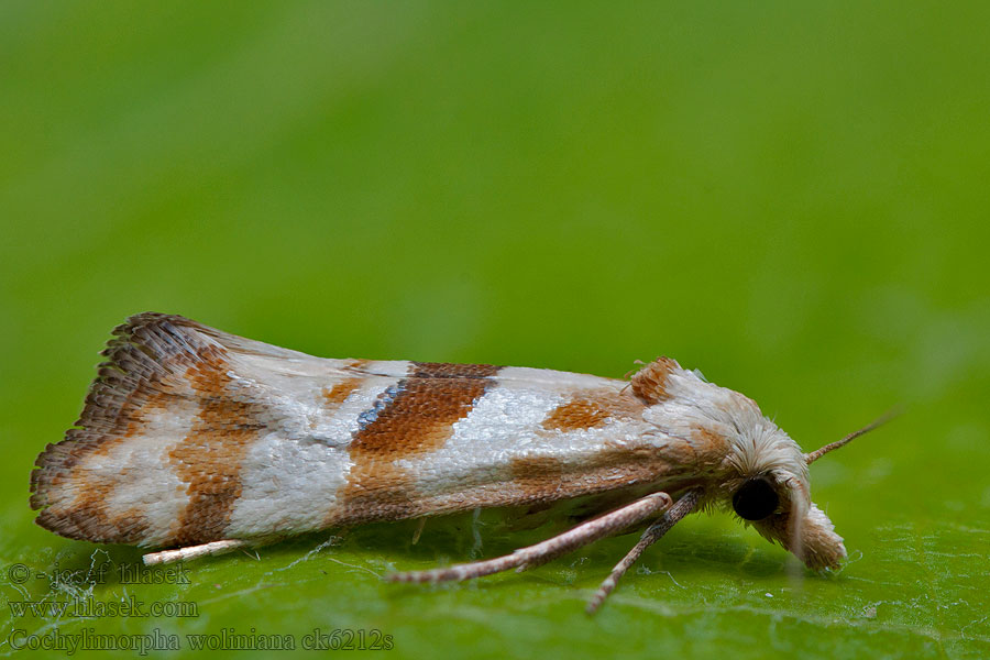 Cochylimorpha woliniana Zvinúvač vermutový