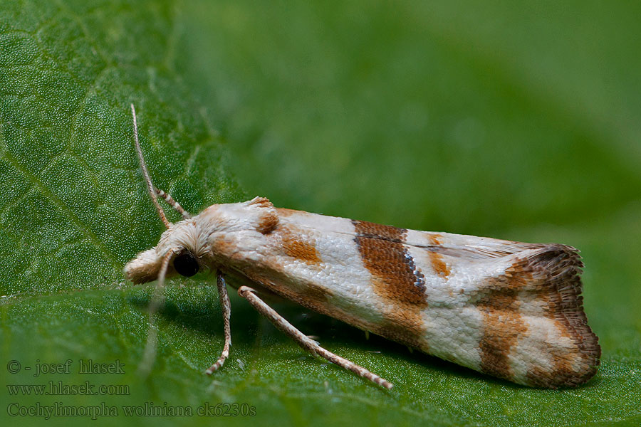 Cochylimorpha woliniana Äkta malörtskottvecklare