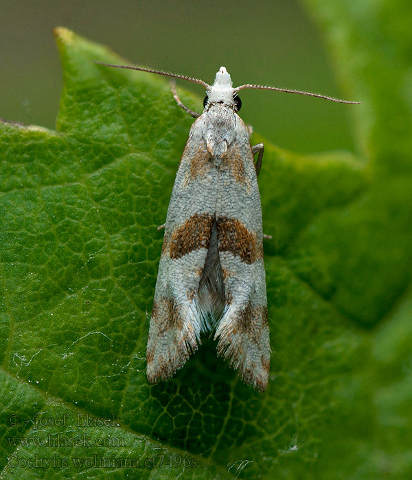 Cochylimorpha woliniana