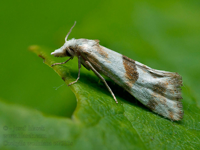 Äkta malörtskottvecklare Cochylimorpha woliniana