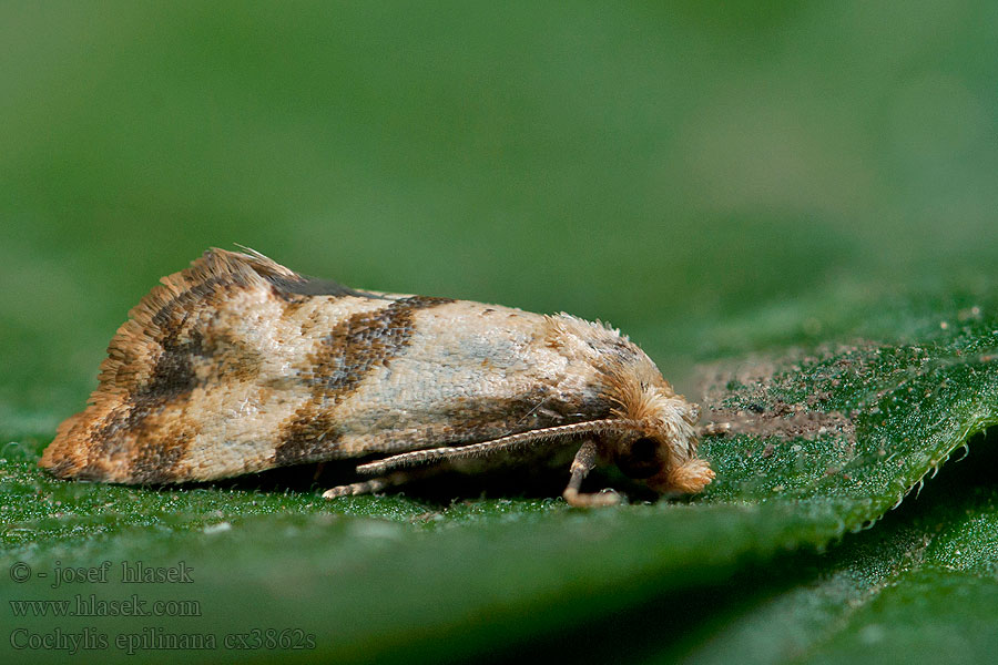 Cochylis epilinana Obalečík lnový Flachswickler Zvinúvač ľanový