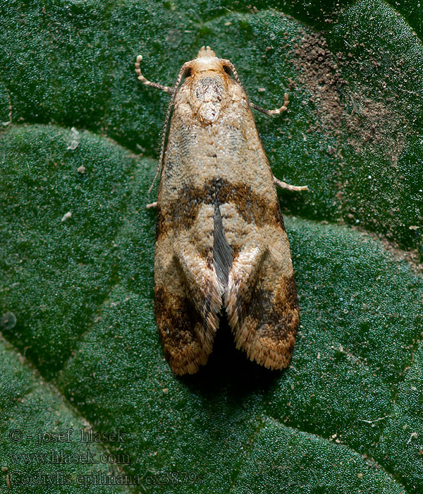 Cochylis epilinana Листовертка льняная Pellavavalekääriäinen