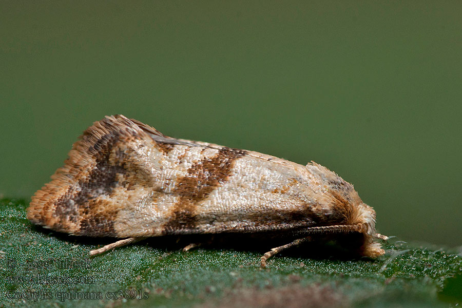 Cochylis epilinana Linvecklare