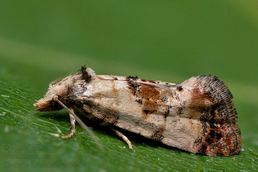 Cochylis hybridella Zvinúvač horčíkový Koperrandbladroller