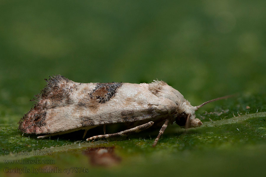 Cochylis hybridella