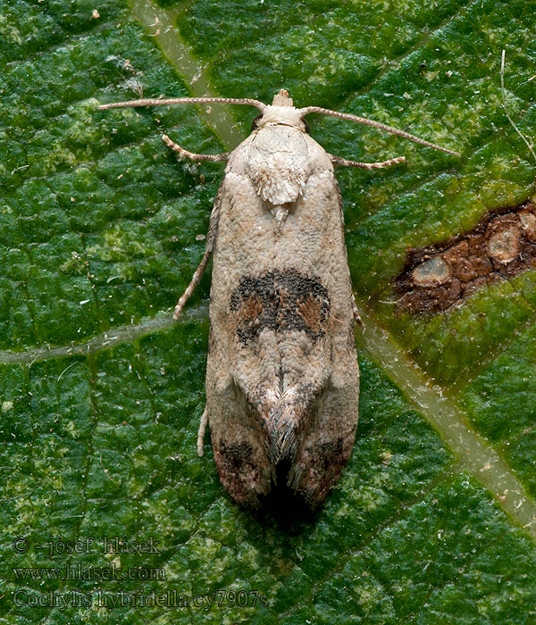 Ahokätkökääriäinen Bitterfibbleblomvecklare Cochylis hybridella