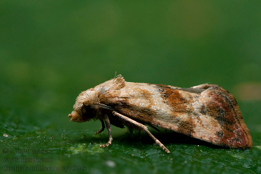 Cochylis millierana