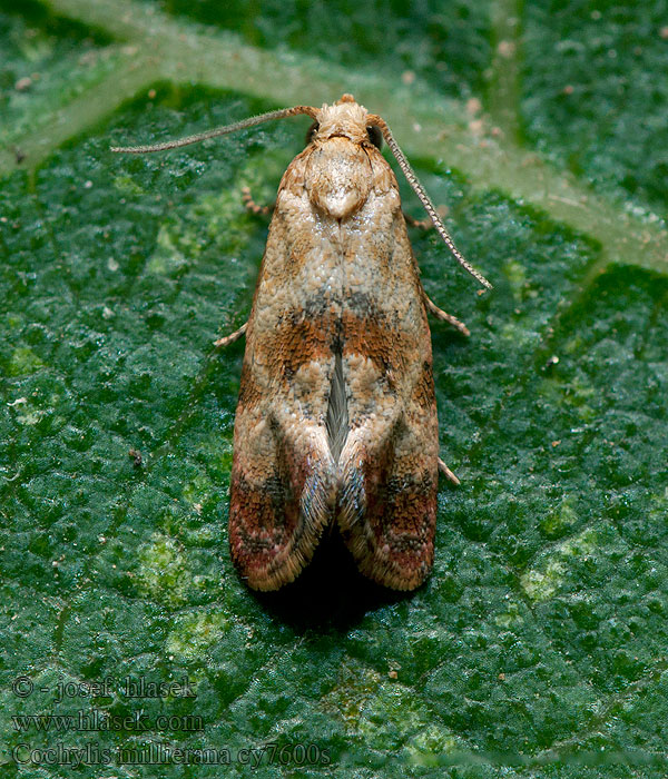 Cochylis millierana