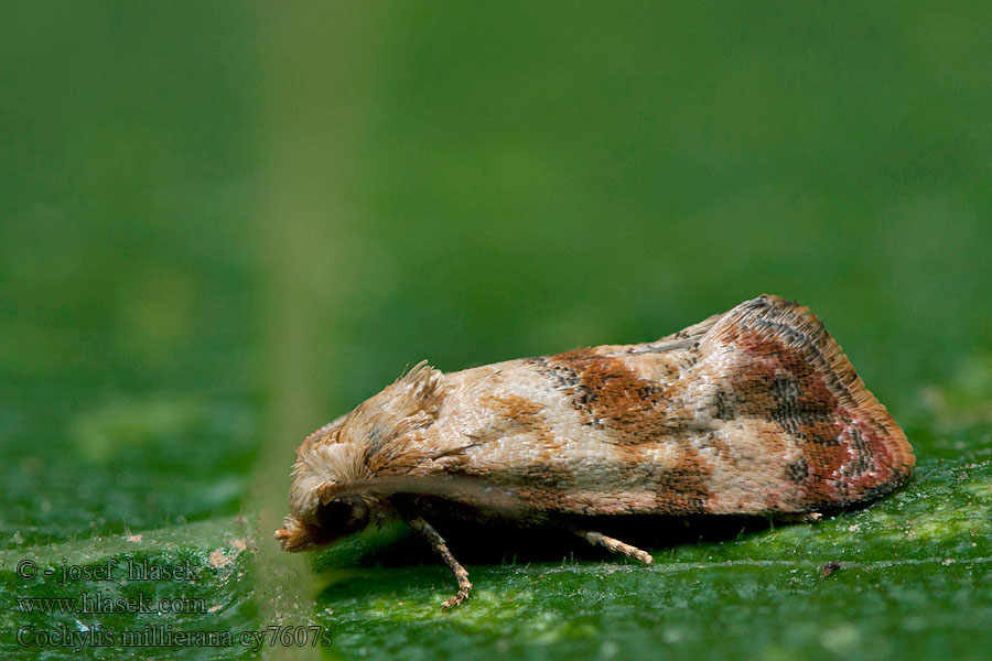 Cochylis millierana