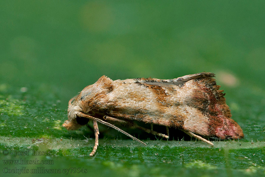 Cochylis millierana