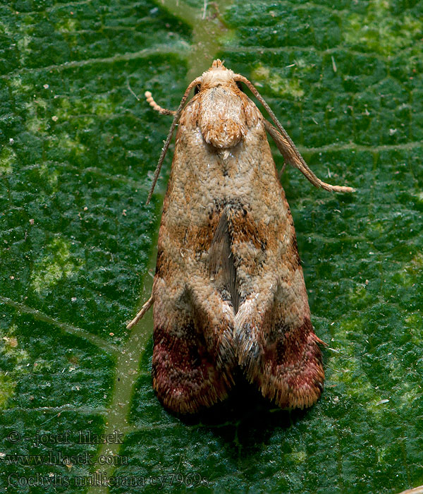 Cochylis millierana