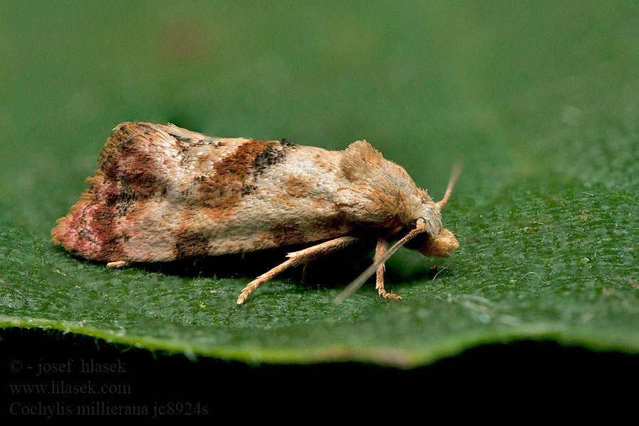 Cochylis millierana