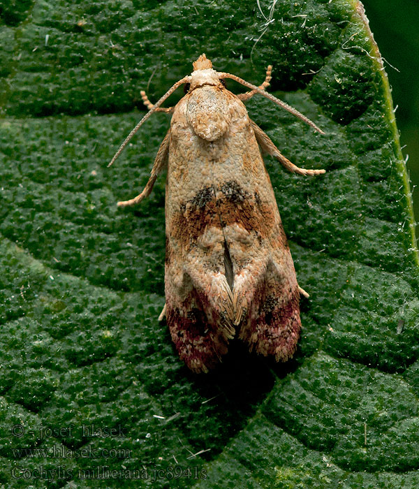 Cochylis millierana