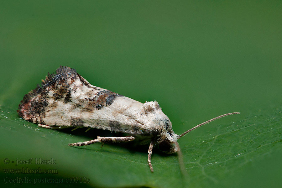 Cochylis posterana Roodtipbladroller Vit korgblomvecklare