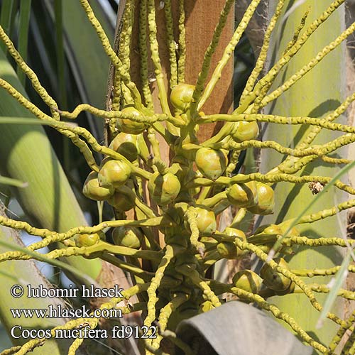 Cocos nucifera Kokosovník ořechoplodý Kokospalme coconut palm