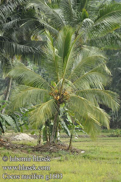 Cocos nucifera Кокосовая пальма Кокосова палма