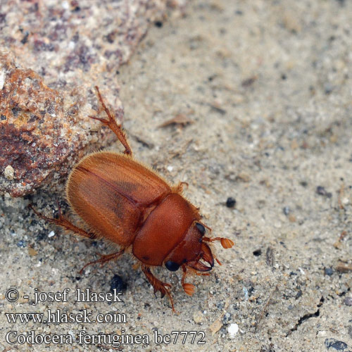 Codocera ferruginea