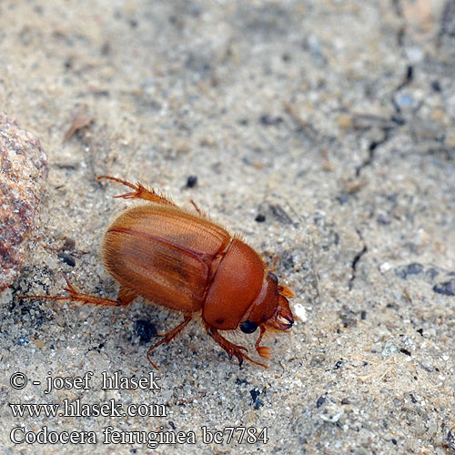 Codocera ferruginea